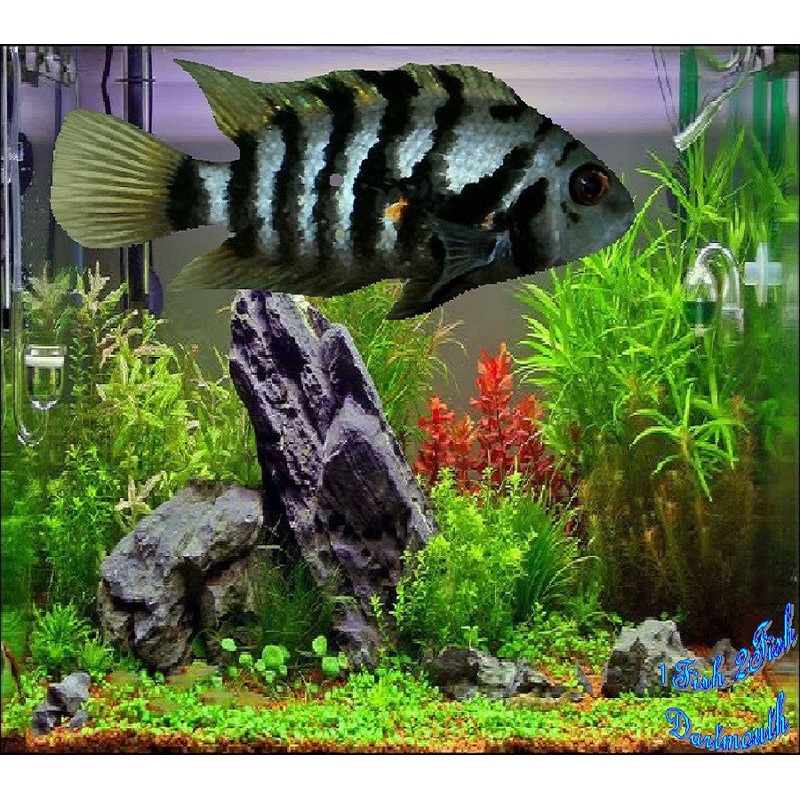 Convict Cichlid “Amatitlania nigrofasciata”