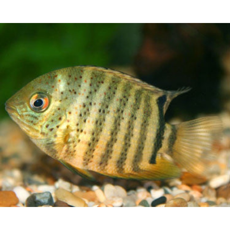 Green Severum Cichlid “Heros efasciatus”
