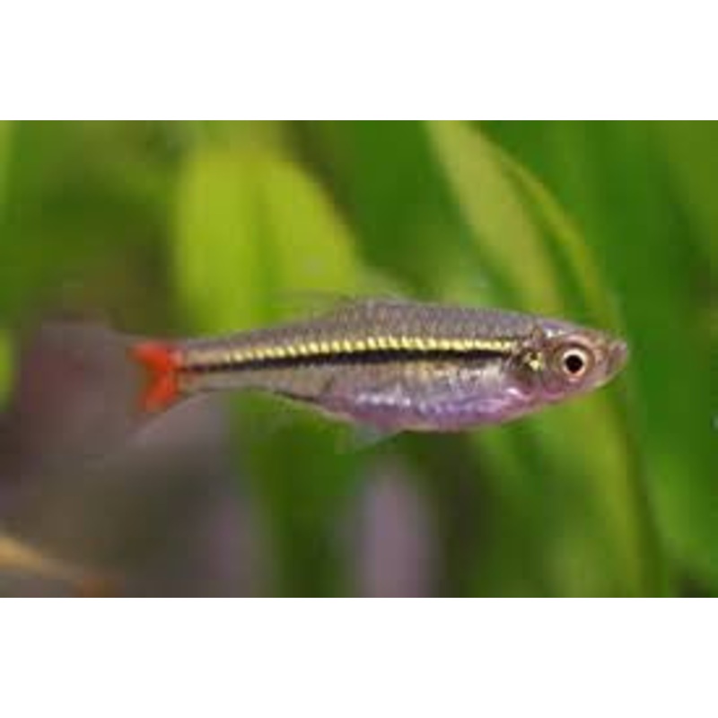 Red Tailed Rasbora – “Rasbora borapetensis”