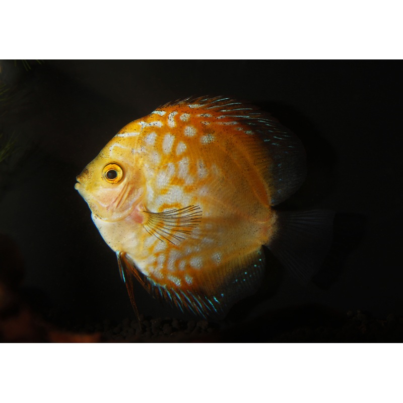 Yellow Pigeon Checkerboard Discus