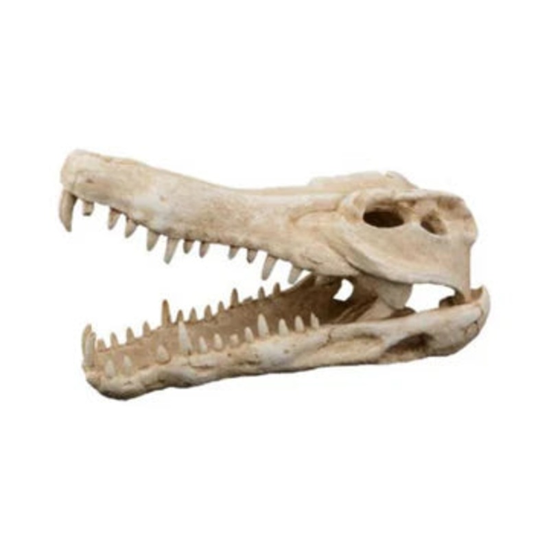 Crocodile Skull Decor 2511.515.5cm