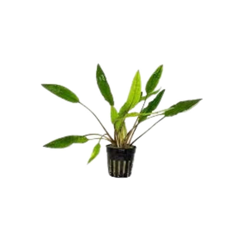 Cryptocoryne Sri Lanka