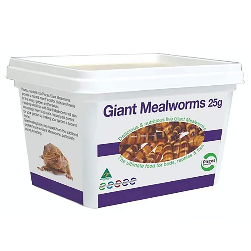 Pisces Giant Mealworms – 25g Live Food – In Store Pick Up Only