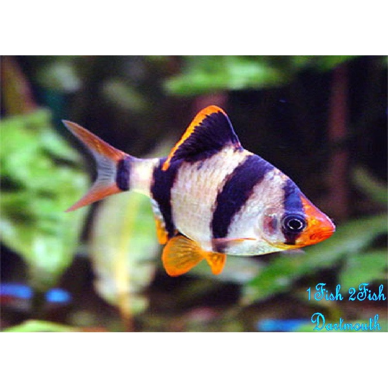 Tiger Barb “Puntius tetrazona”