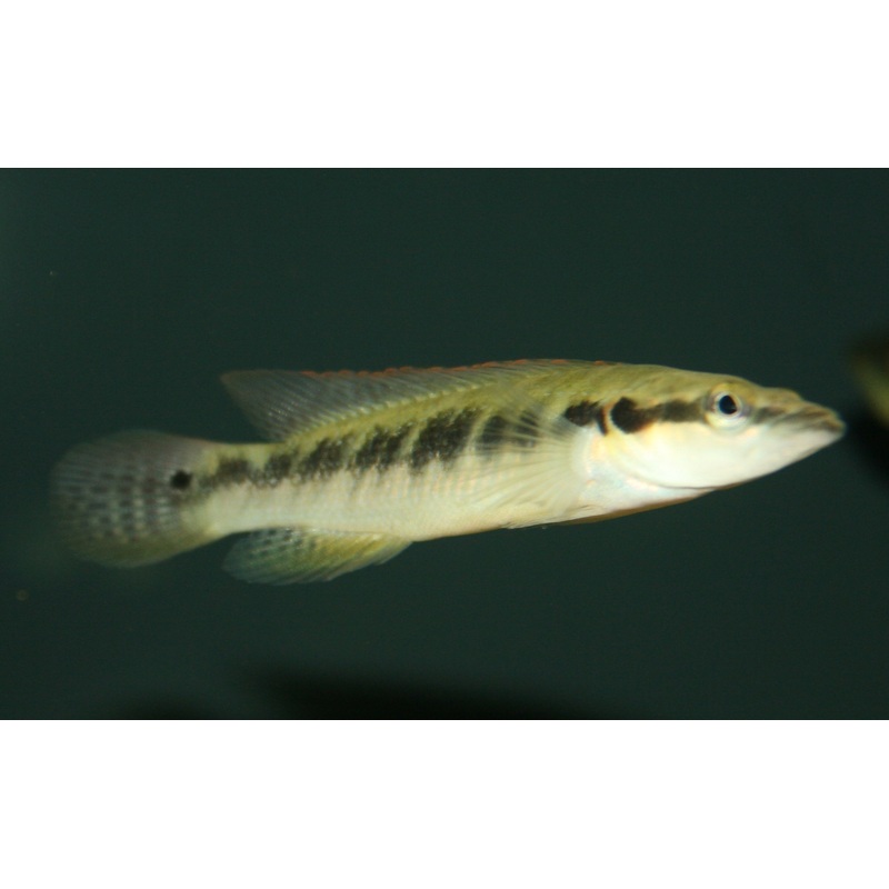 Belly Crawler Pike Cichlid “Crenicichla punctata”