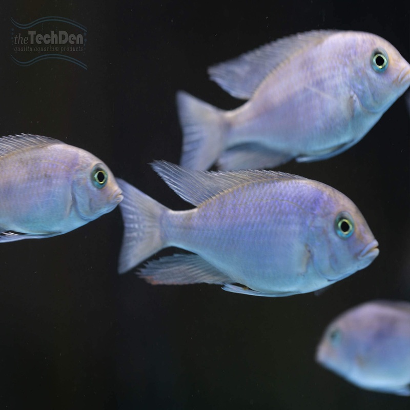 Blue Dolphin Cichlid – cyrtocara moorii- (No Online Purchases)