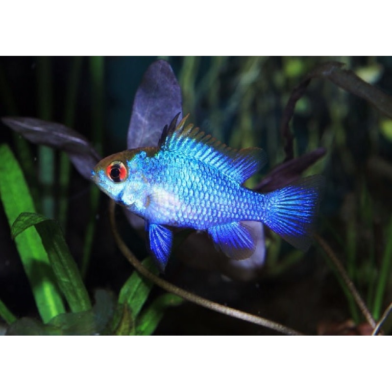 Electric Blue Ram “Mikrogeophagus ramirezi”