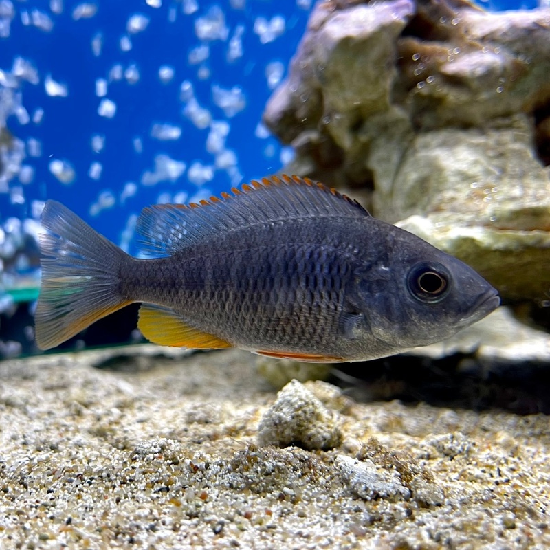 Red Fin Kadango – (No Online Purchases)