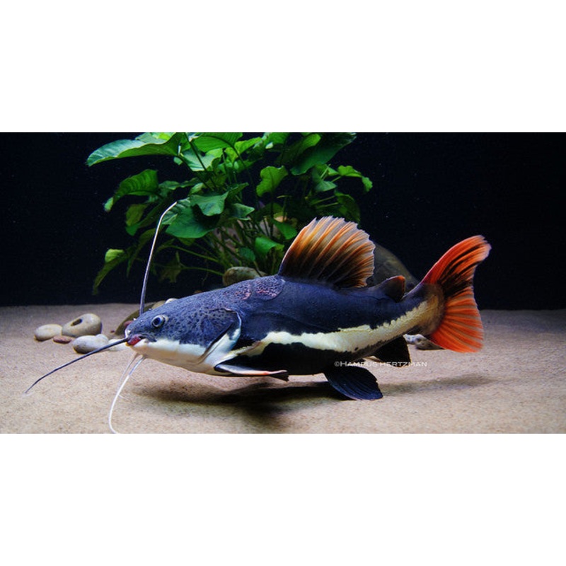 Redtail Catfish “Phractocephalus hemioliopterus”