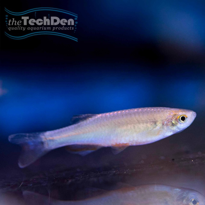 Pearl Danio  – (No Online Purchases)