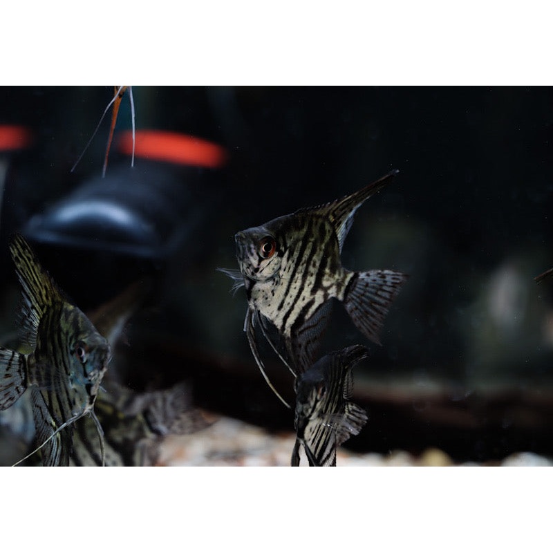 Zebra Lace Angelfish