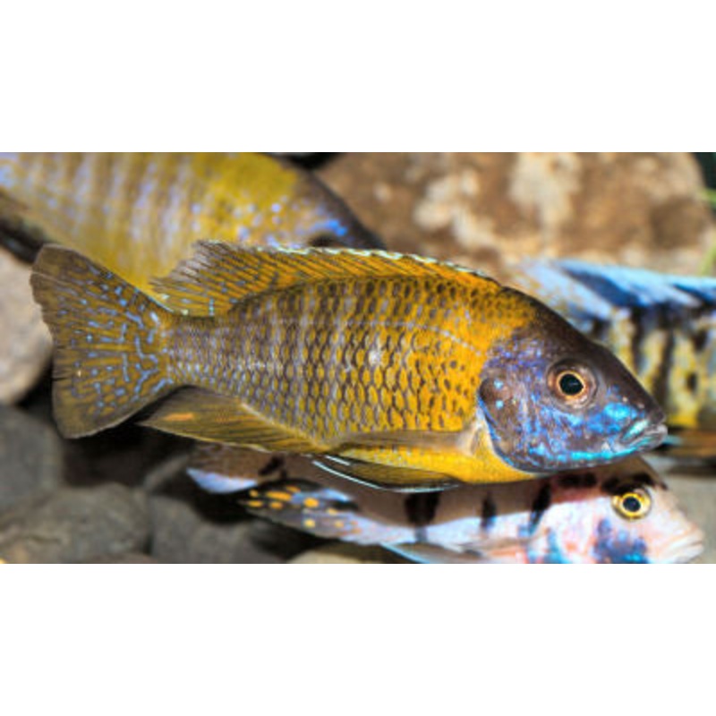 Maulana Bicolor Peacock