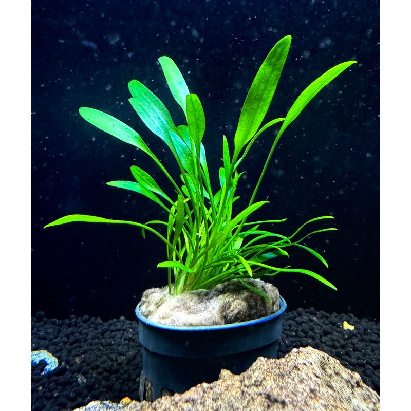 Cryptocoryne Lucens
