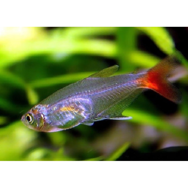 Glass Bloodfin Tetra “Prionobrama filigera”