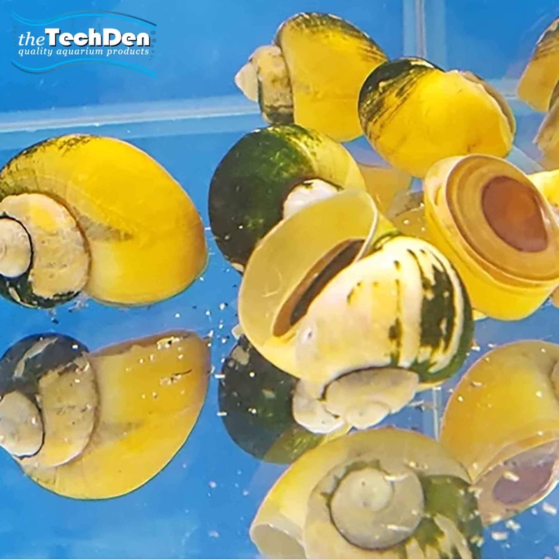 Gold Mystery Snails – (No Online Purchases)