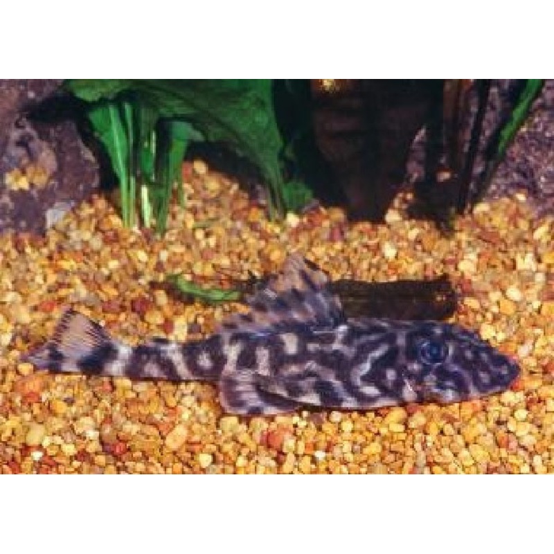 L052 – Flounder Pleco “Dekeyseria sp.”