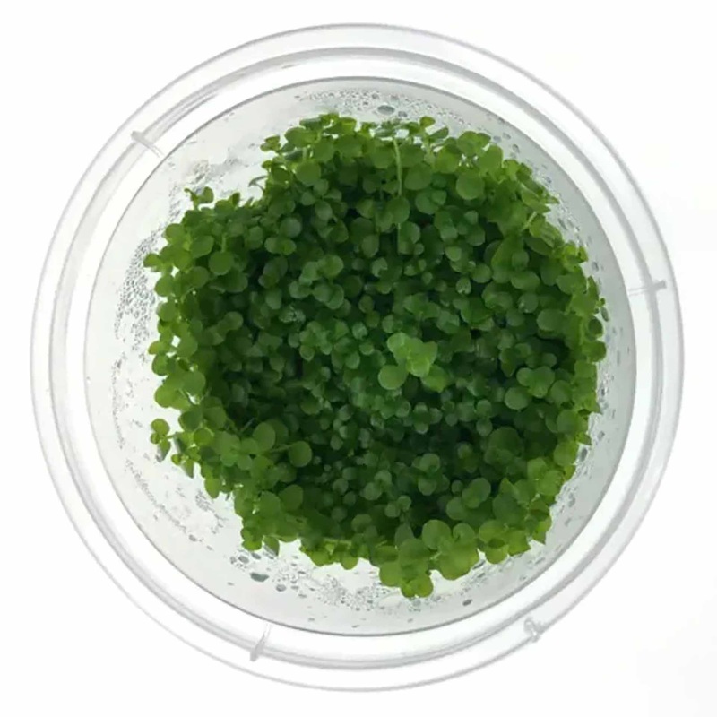 Micranthemum Monte Carlo – Live Plant – Tissue Culture
