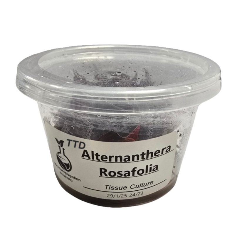 Micropropagation Australia – Alternanthera rosaefolia- Live Plant – Tissue Culture