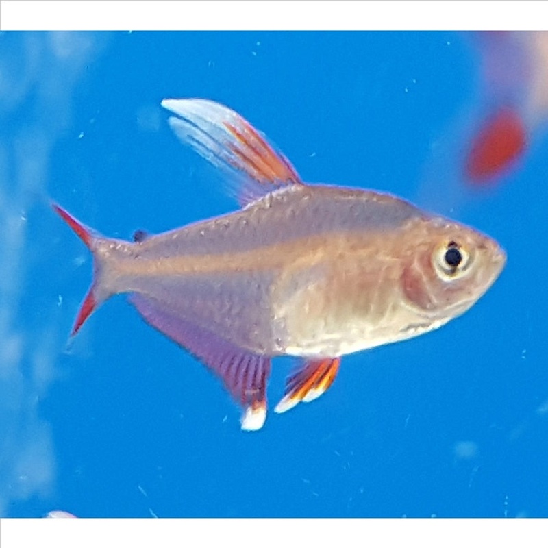 Rosy Tetra – (No Online Purchases)