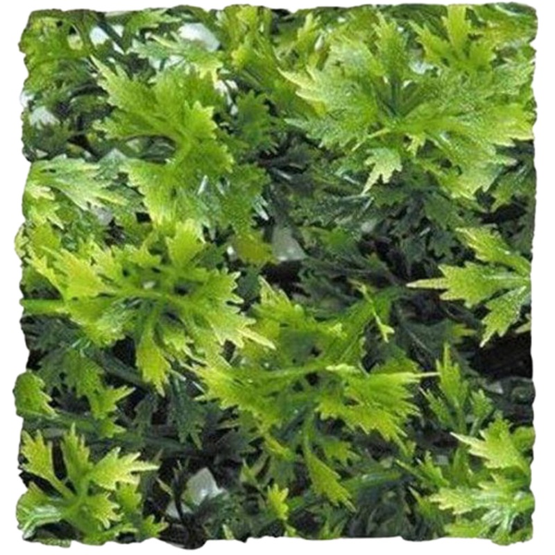Zoomed: Australian Maple