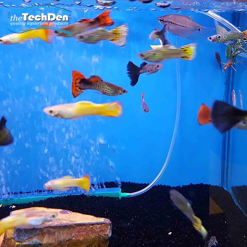 Assorted Guppys Male – (No Online Purchases)