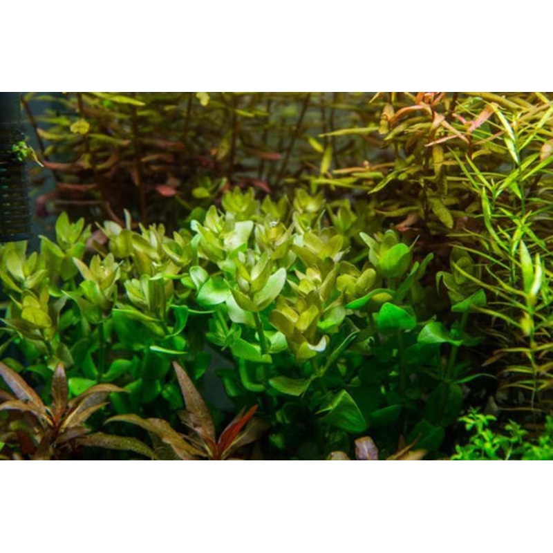 Bacopa Caroliniana Red