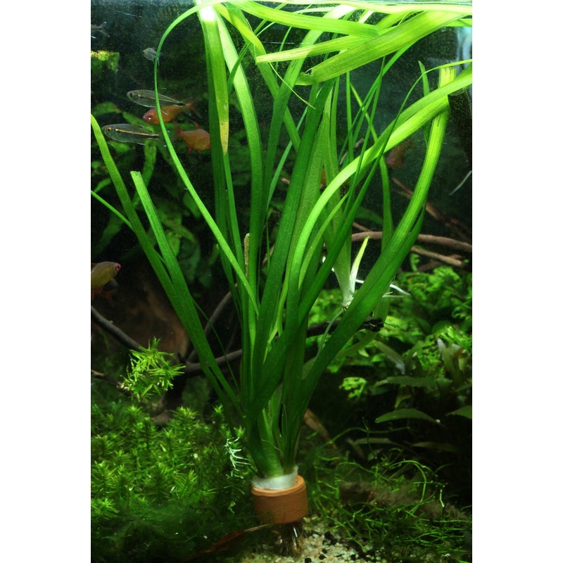 Vallisneria Gigantea