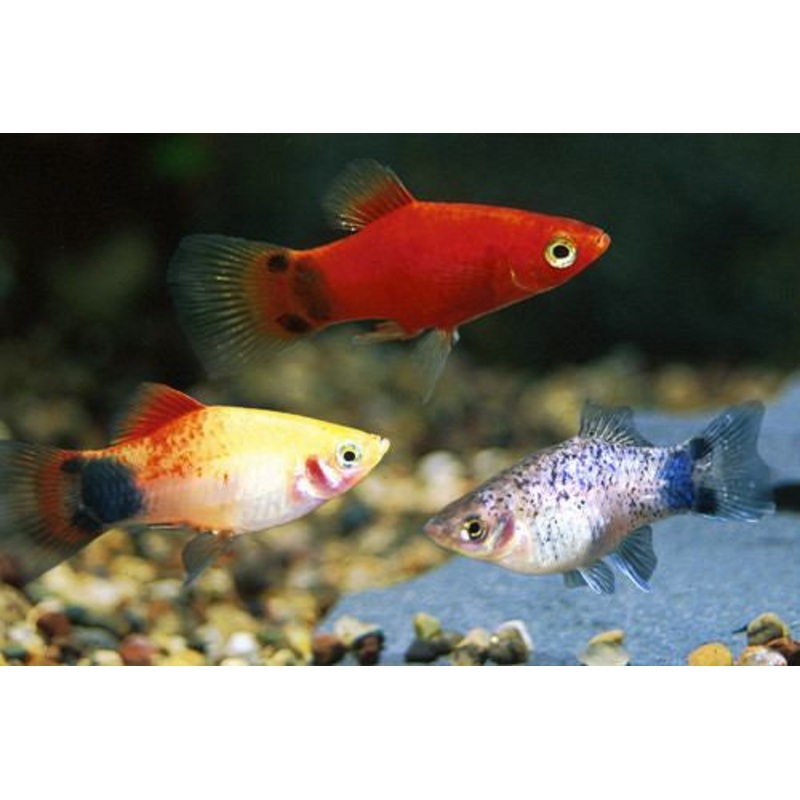 Platy Fish ”Xiphophorus maculatus”