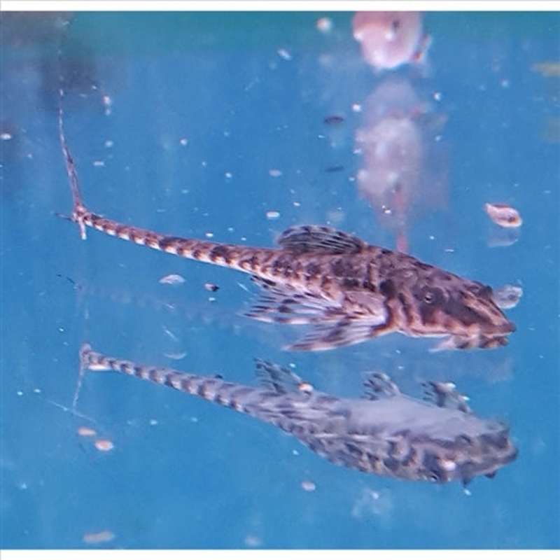 Whiptail Catfish – (No Online Purchases)