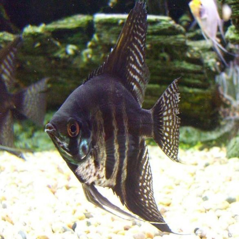 Zebra Lace Angelfish “Pterophyllum Scalare”