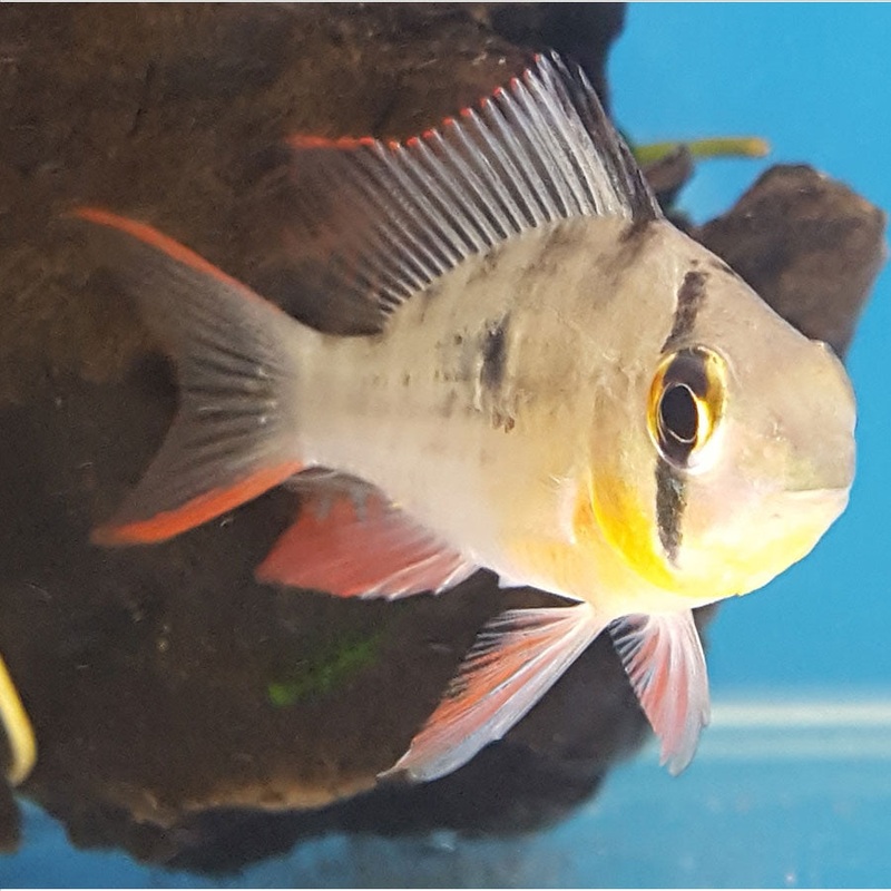 Bolivian Butterfly Ram – (No Online Purchases)