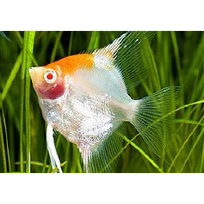 Golden Red Face Angelfish “Pterophyllum Scalare”