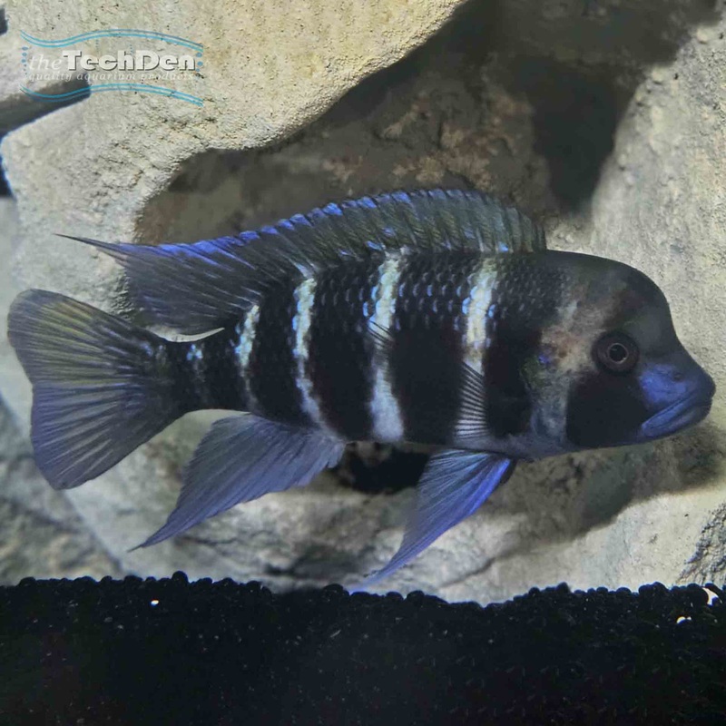 Kigoma Frontosa (F2) – (No Online Purchases)