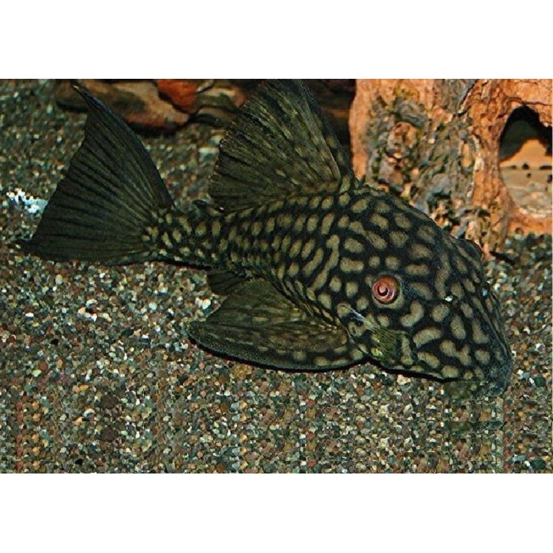 L330 Watermelon Pleco “Panaque cf. nigrolineatus”- Half Spoted