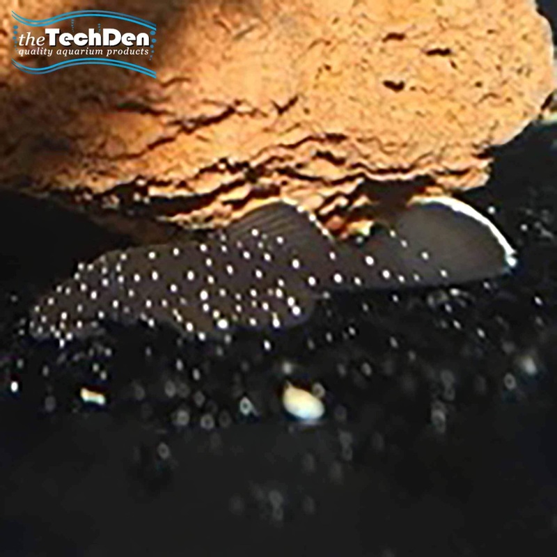 Peppermint Bristlenose – (No Online Purchases)