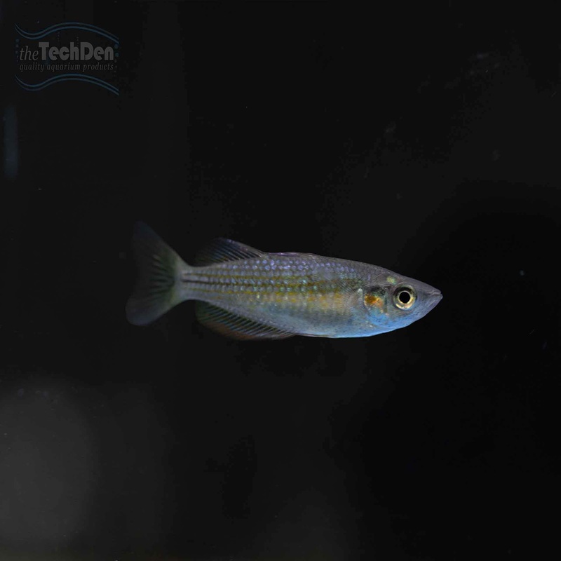 Chequered Rainbowfish – (No Online Purchases)