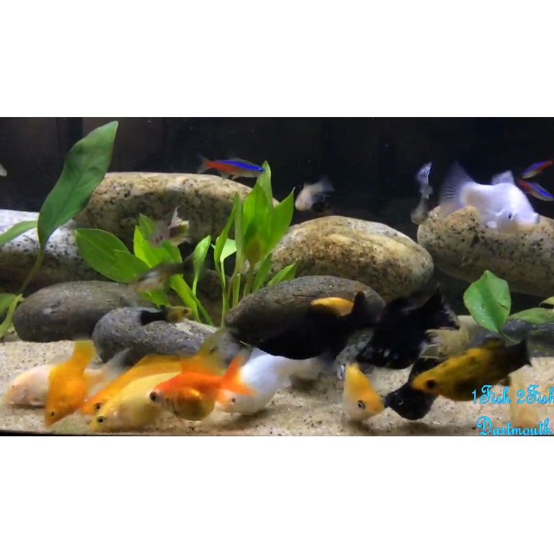 Molly Fish “Poecilia latipinna”