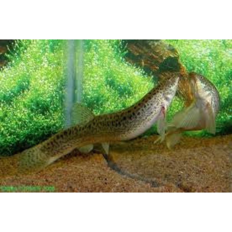 Weather Loach “Misgurnus anguillicaudatus”