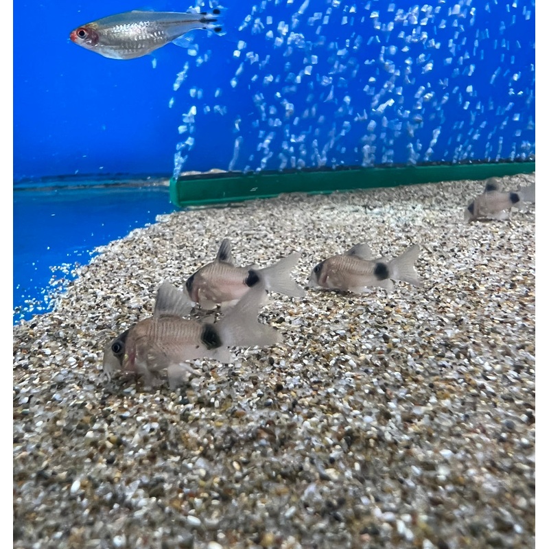 Panda Corydoras (No Online Purchases)