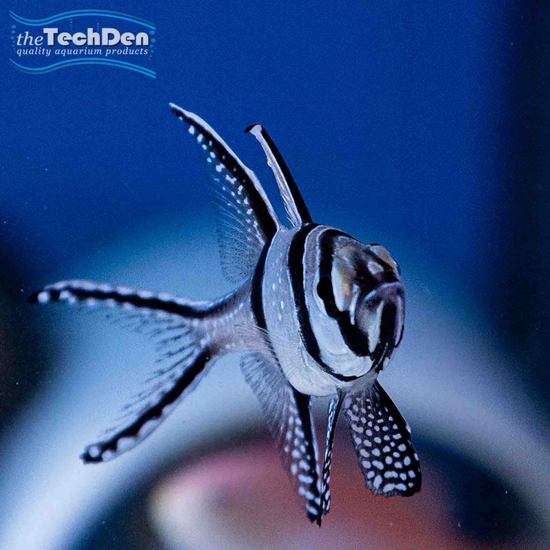 Banggai Cardinal Fish – (No Online Purchases)