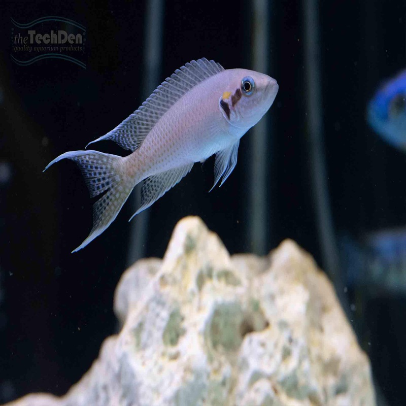 Princess Cichlid  (N.brichardi) – (No Online Purchases)