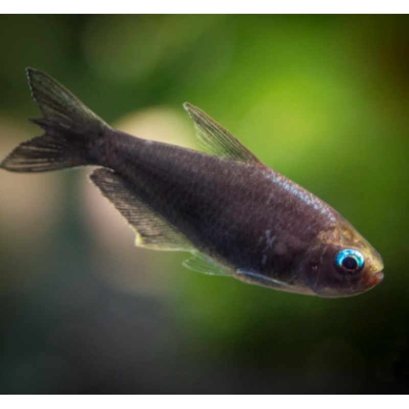 Black Emperor Tetra (Nematobrycon palmeri var. “Amphiloxus Black”)