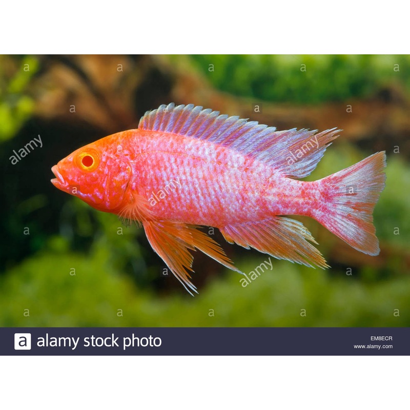 Pink Nyassae “Aulonocara sp.”