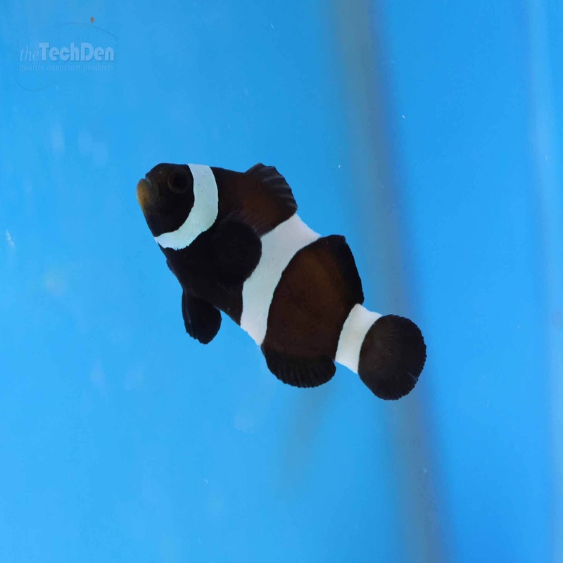 Black and White Darwin/Ocellaris Clownfish (Captive Bred) – (No Online Purchases)