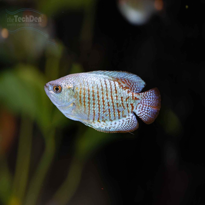 Male Neon Dwarf Gourami – (No Online Purchases)