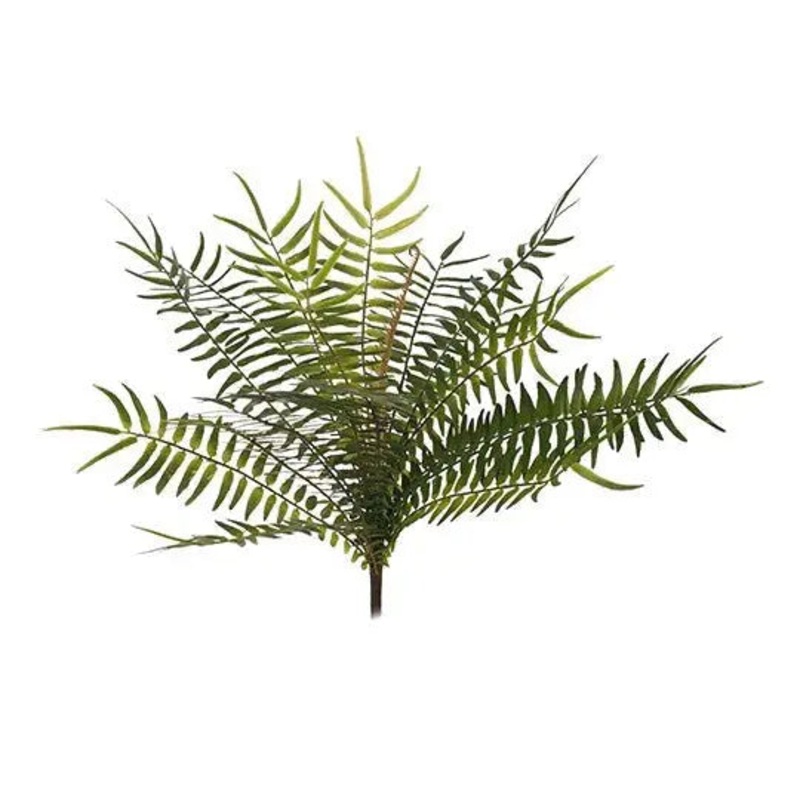 Plant Fern Sword Bush