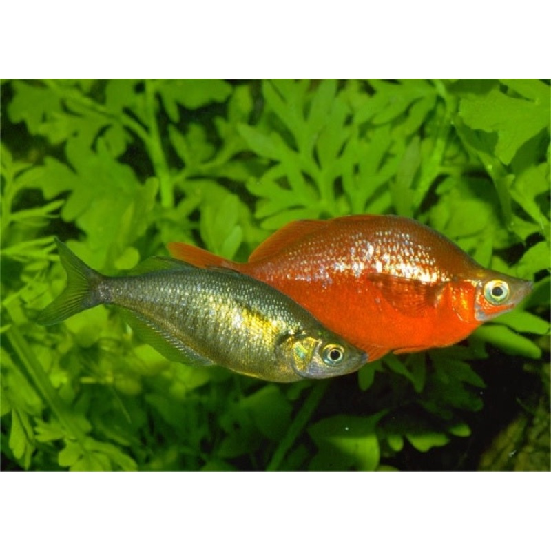 Red Rainbowfish “Glossolepis incisus”