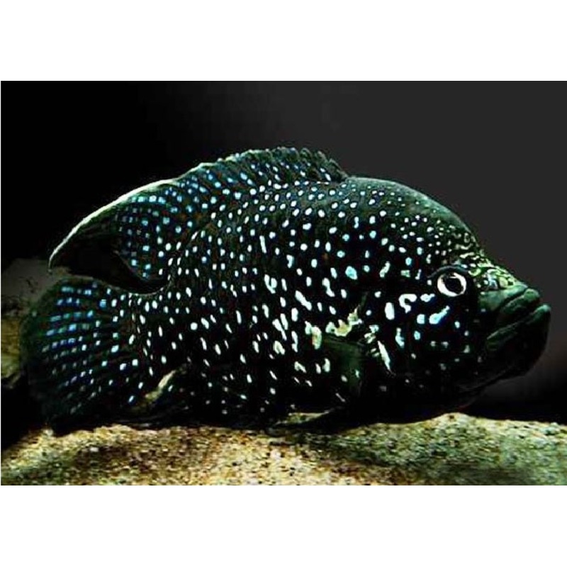 Black Diamond Cichlid “Paratilapia polleni”