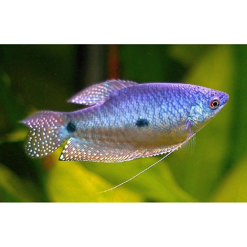 Lavender Gourami “Trichogaster trichopterus”