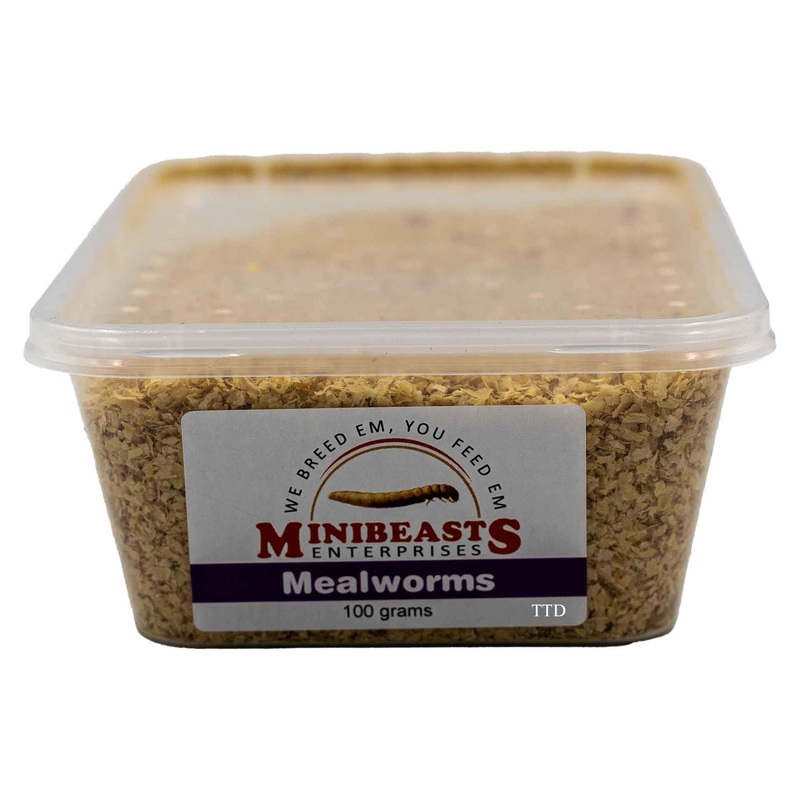 Minibeasts Mealworms – 100g Tub Live Food – Instore Pick Up Only